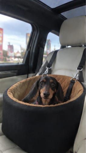 Ryan T.'s dog riding in the CozyCopilot seat